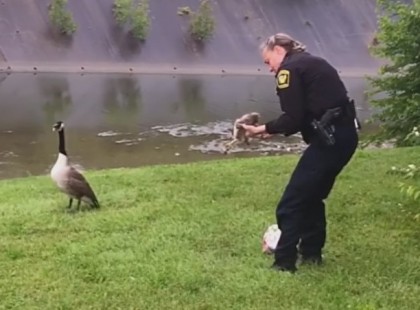 Rendőröktől kért segítséget bajba jutott kicsinye miatt egy lúd