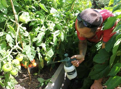 Mire jó a szódabikarbóna a kertben?