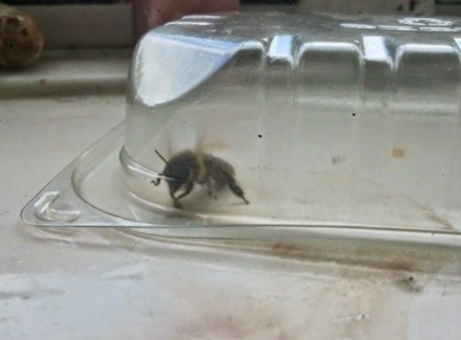 Elfogott egy óriási méhet, nem is sejtette, mekkorát hibázott. Horrorfilmbe illő képek!