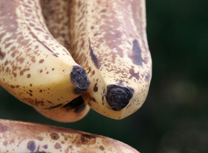 25 ok, hogy minden nap egyél meg egy banánt! Hihetetlen gyógyhatású!