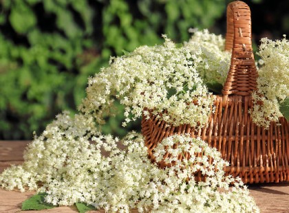 Nem kell cukor a bo­dza­szörp­höz! Így ké­szítsd el az egész­sé­ges vál­to­za­tot!