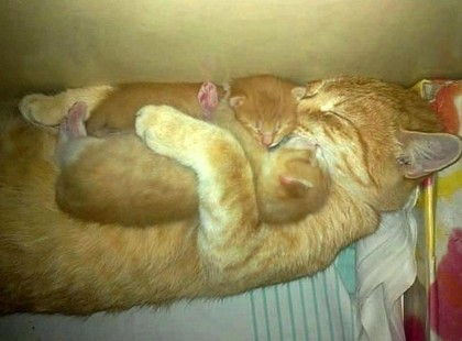 Aranyosi Ervin: Szerető ölelésben