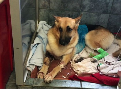 Ezt a kutyát csak két hónapja fogadták örökbe. Nem fogod elhinni mit tett a gazdijával!