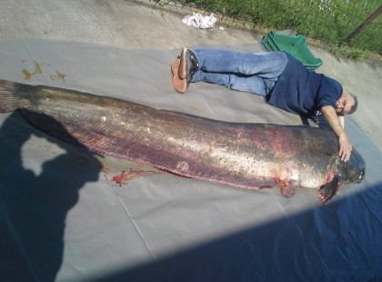 Világrekord méretű harcsa a Dunából