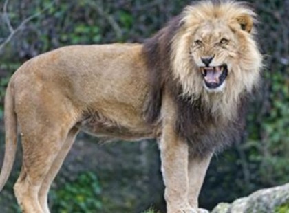 EZEK AZ OROSZLÁNOK HIHETETLEN DOLGOT MŰVELTEK A KISLÁNNYAL!