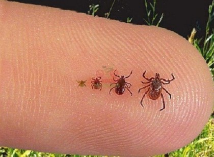 ÍGY SZEDD KI EGYSZERŰEN A KULLANCSOT SÓVAL