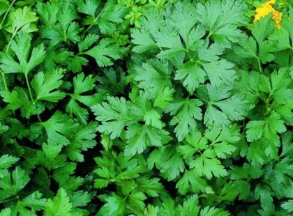 Le­rob­bantja rólad az úszó­gu­mit ez a kö­zön­sé­ges zöld­fű­szer