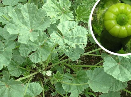 Papsajt, a növény amit Te már nem ismersz, de mi még ettük !