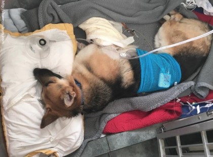 A család kutyája a 7 éves kislány elé ugrott, és vicsorította a fogát. Senki nem számított rá, hogy emiatt.