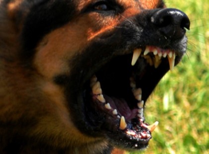 A NÉMET JUHÁSZ VICSOROGVA UGROTT A KISLÁNY ELÉ. SENKI SEM GONDOLTA, HOGY EZ LESZ A VÉGE...