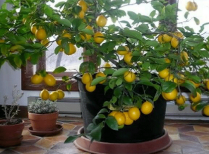 Így nevelj citromfát otthon egyszerűen, magról!