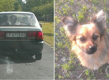 Gratulálok , ahogy kidobtátok a haladó autóból ezt a szerencsétlen jószágot!