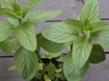 HA EZT A NÖVÉNYT TARTOD AZ OTTHONODBAN, TÖBBÉ SOHA NEM FOGSZ PÓKOT VAGY MÁS ROVART LÁTNI A LAKÁSBAN!