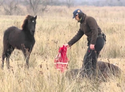 Ez a vadló éppen rájött, hogy megmentették. Az ő reakciója a legédesebb dolog a világon.