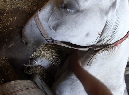 Ez a gazda könyörög lovának, hogy ne haljon meg. Nézd meg mit csinál a saját lábával válaszul.