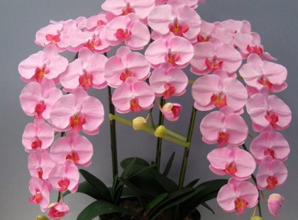 AZ ORCHIDEA VIRÁGÖZÖN TITKA