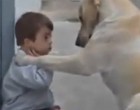 Elképesztő, milyen gyengédséggel szereti a videóban szereplő kutya a Down-kóros kisfiút.