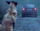 A férfi kivitte a kutyáját az erdőbe majd elhajtott… Ami ezután történt attól sírva fakadsz
