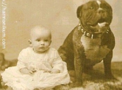 Az emberek az 1800-as évek folyamán pitbulloknak adták oda a babáikat… Egy meglepő ok miatt