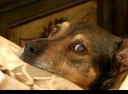 Ahogy ez a kutya észrevette, hogy a baba már nem lélegzik, rendkívüli intézkedésekhez folyamodott.