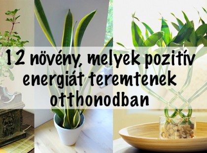 12 NÖVÉNY, MELYEK POZITÍV ENERGIÁT TEREMTENEK OTTHONODBAN