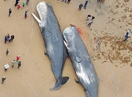 MIKOR MEGTUDTUK, MITŐL PUSZTULTAK EL EZEK A BÁLNÁK, ELSZÉGYELLTÜK MAGUNKAT!