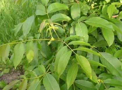 A dió levelének egészségmegőrző tényét ősidők óta ismeri az emberiség.