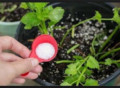 Összes virág földjére ezt a filléres dolgot szórta, pár nap múlva csoda történt!