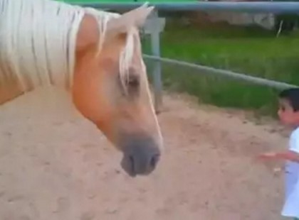 Ahogy a beteg kisfiú közeledik ehhez a fiatal lóhoz, és az állat reakciója emberek millióit hatotta meg! Videó