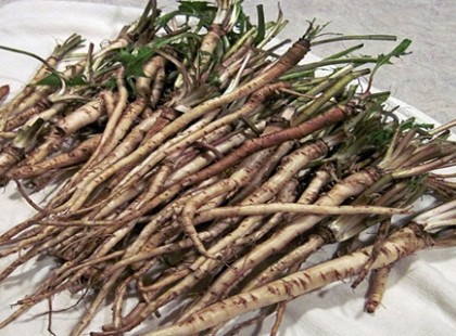 Ennek a közismert növénynek a gyökere sokkal hatékonyabb a kemoterápiánál