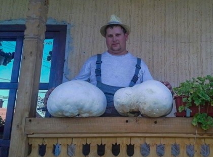 Ebből a két pöfetegből sokan jóllaknának