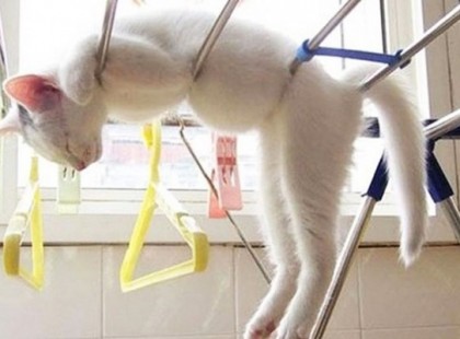 18 vidám példa a macska logikára