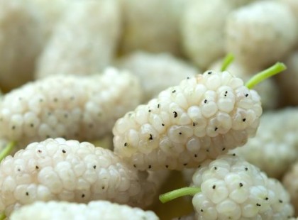 Ott nő mindenhol, és nem tudod, hogy gyógyítja a cukorbajt, gyulladáscsökkentő, megállítja az őszülést ez a csodanövény