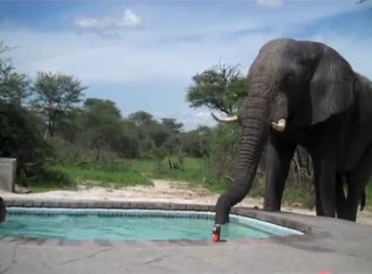 Csak pancsolni akartak egy kicsit… de ami hirtelen megállt előttük… SOKKOT KAPTAK!