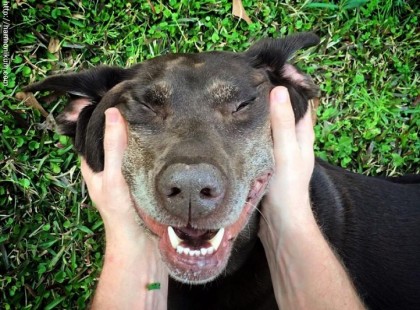 A gyanútlan férfi dédelgette a kutyáját, amikor észrevett valamit, amitől meghűlt a vér az ereiben.