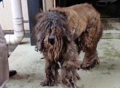 Évek óta tartó elhanyagoltsága miatt, ez a kutya annyira bozontos volt, hogy senki sem tudta megmondani, milyen fajta… amíg megtörtént ez a figyelemre méltó átalakítás!