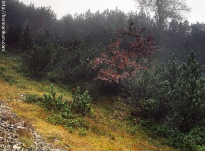 Mindössze az emberek 2%-a találja meg a mesterlövész katonát ezeken a fotókon. Te megtalálod?