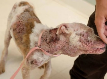 A gondozók alig tudták megállítani, és csak akkor hagyta abba a farokcsóválást, amikor elkezdett vérezni