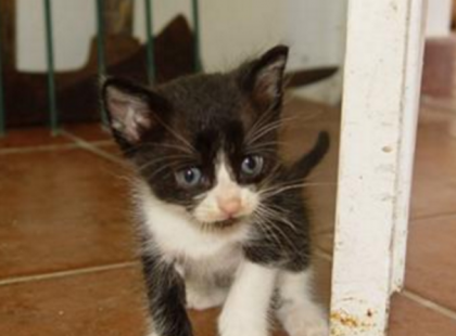 Ez a befogadott kiscica meghálálta gazdáinak, hogy nem hagyták annó éhen pusztulni, méghozzá nem akárhogy, gazdasszonya az életét köszönheti neki!