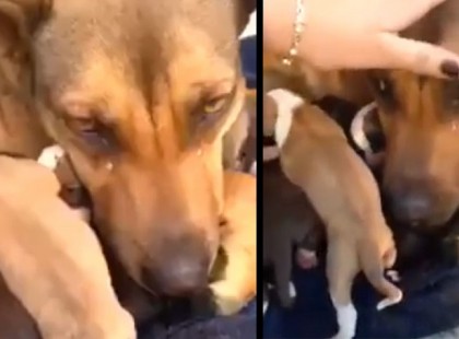 Zokogott a kutyamama, miután kicsinyeivel együtt megmentették (VIDEÓ)