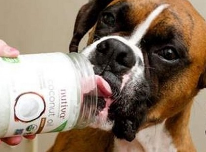 EZ TÖRTÉNIK A KUTYÁDDAL, HA KÓKUSZOLAJAT ESZIK!