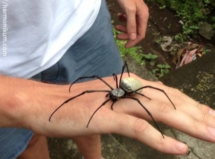 20 állat, amely a legtöbb embert öli meg a földön. Az 1. megrázó lesz!