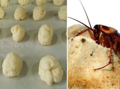 EZZEL A HATÉKONY MÓDSZERREL AZ ÖSSZES CSÓTÁNYT KIŰZHETED A HÁZBÓL!