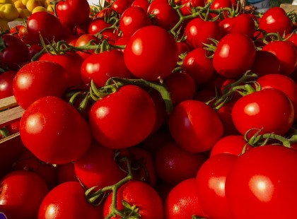 Gyógyít és karcsúsít - igazi csodanövény a paradicsom!