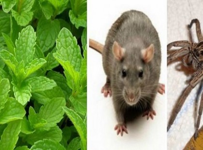 HA EZT A NÖVÉNYT BETESZED A LAKÁSBA, HÁZBA, TÖBBÉ NEM KELL AGGÓDNOD AZ EGEREK, PÓKOK, ROVAROK MIATT
