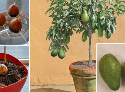 Ne vegyél több avokádót! Így tudsz otthon avokádót ültetni!