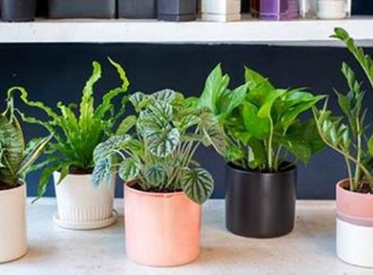 EZ AZ 5 NÖVÉNY A HÁLÓSZOBÁDBAN TELJESEN MEGJAVÍTJA AZ ALVÁSODAT