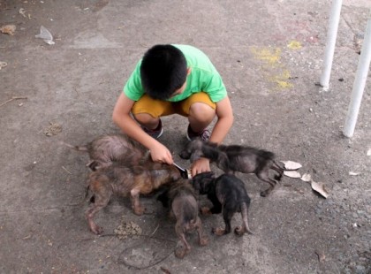A 11 éves fiú megmentett hat éhező teremtményt. Egy évvel később az emberek hitetlenkedve dörzsölték a szemeiket