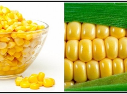 A SOKKOLÓ IGAZSÁG A KUKORICÁRÓL! EZEKET BIZTOS NEM TUDTAD, DE EZENTÚL MEGGONDOLOD, MILYEN SŰRŰN ESZED EZT A NÖVÉNYT!