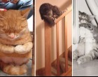 25 bizonyíték, hogy a macskák bármilyen pózban képesek szunyókálni